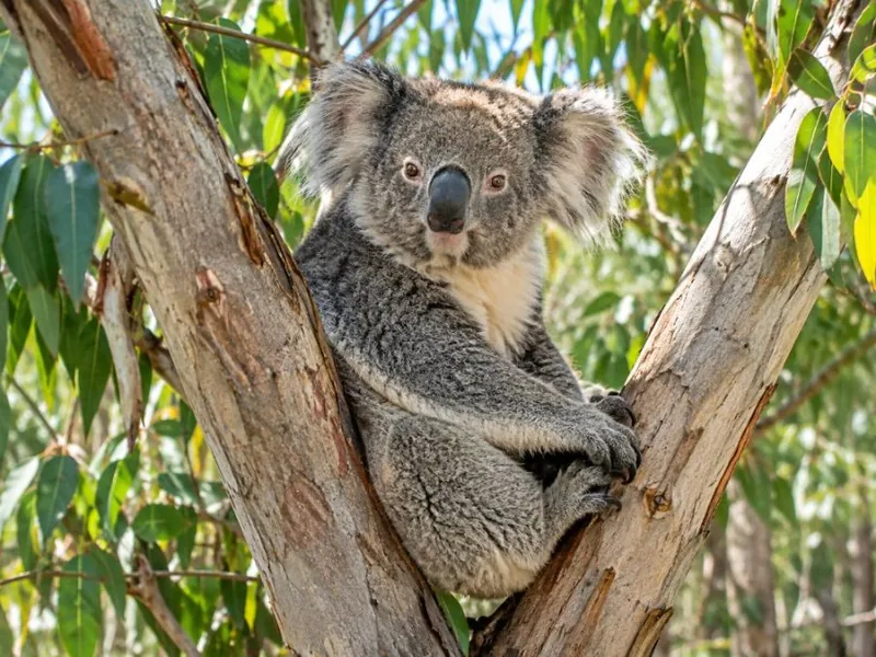 Scenic World, Sydney Zoo & ein Koala-Foto